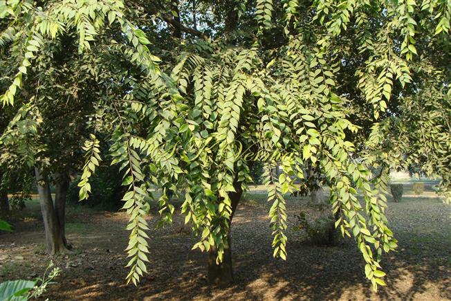  Leafy branches